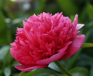 ÜNNEPI NYITVATARTÁS